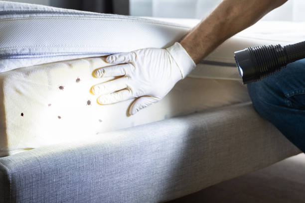 Best Flea Control Services  in Exmore, VA